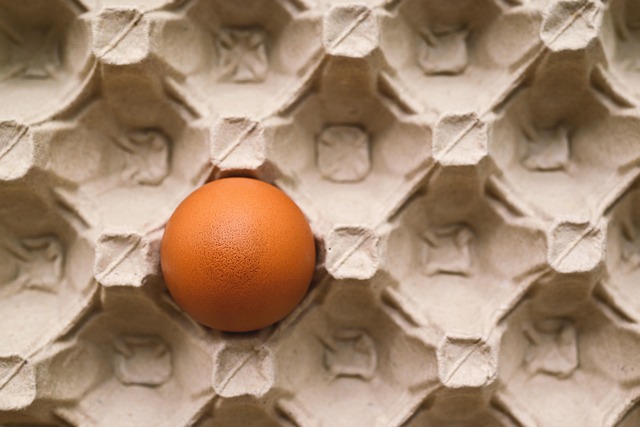 계란 보관함에 담긴 신선한 계란